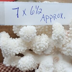 Natural White Coral Branch Specimen Home Decor Coastal‎ Beach Ocean Seashell